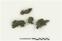 藏品(短錦苔亞種)的圖片
